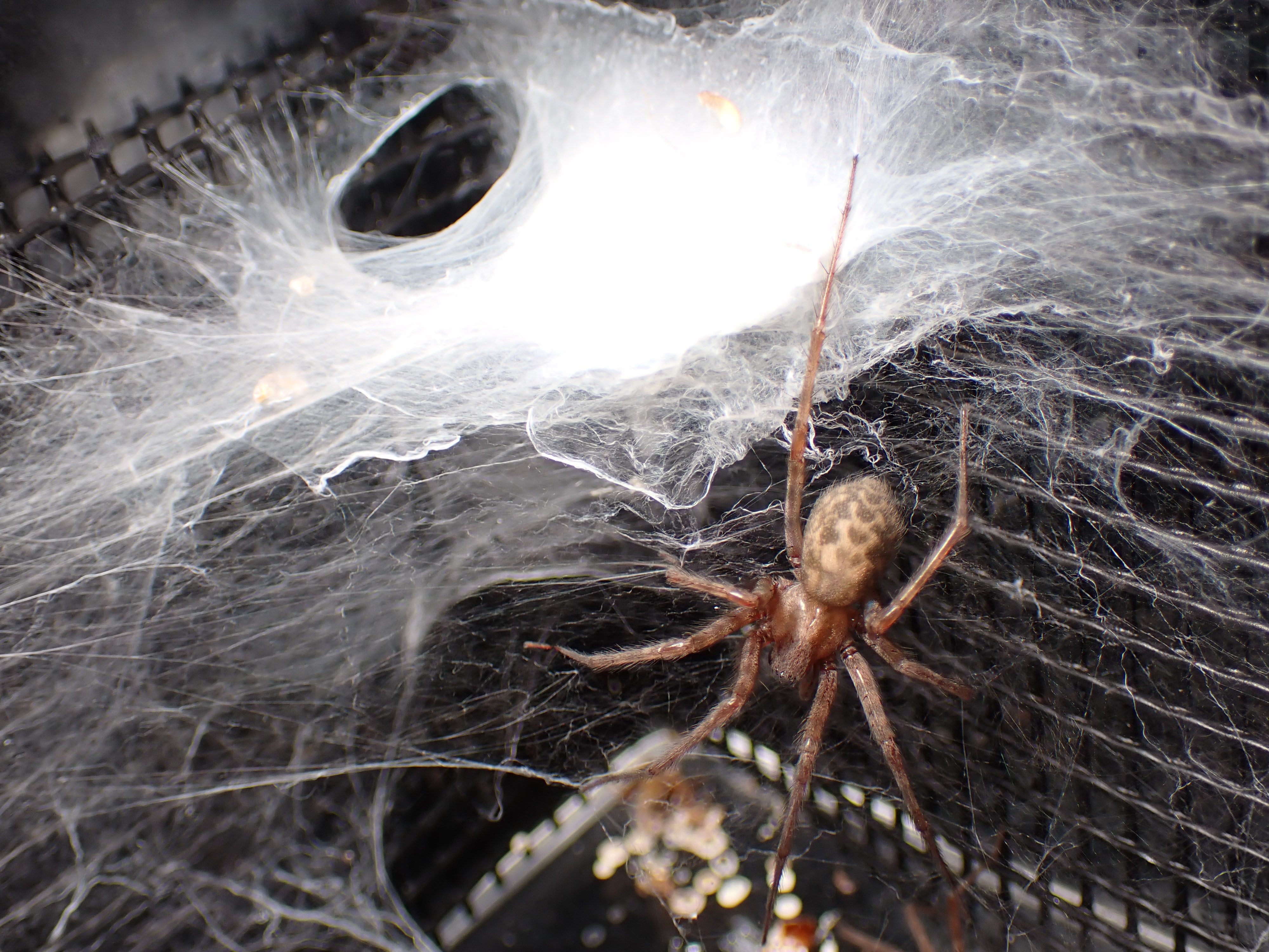 イエタナグモ 飼育方法