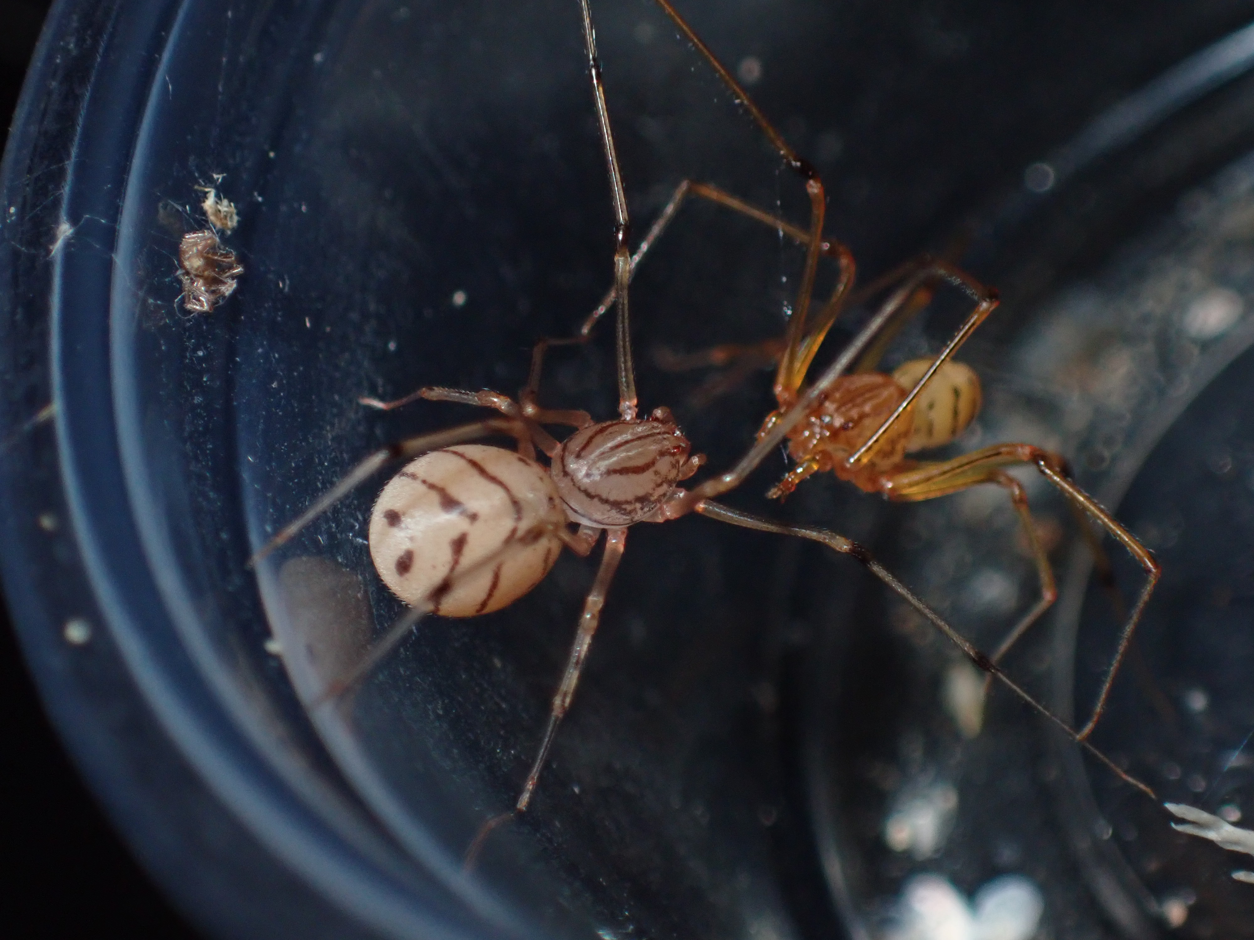 ヤマシログモ 飼育方法