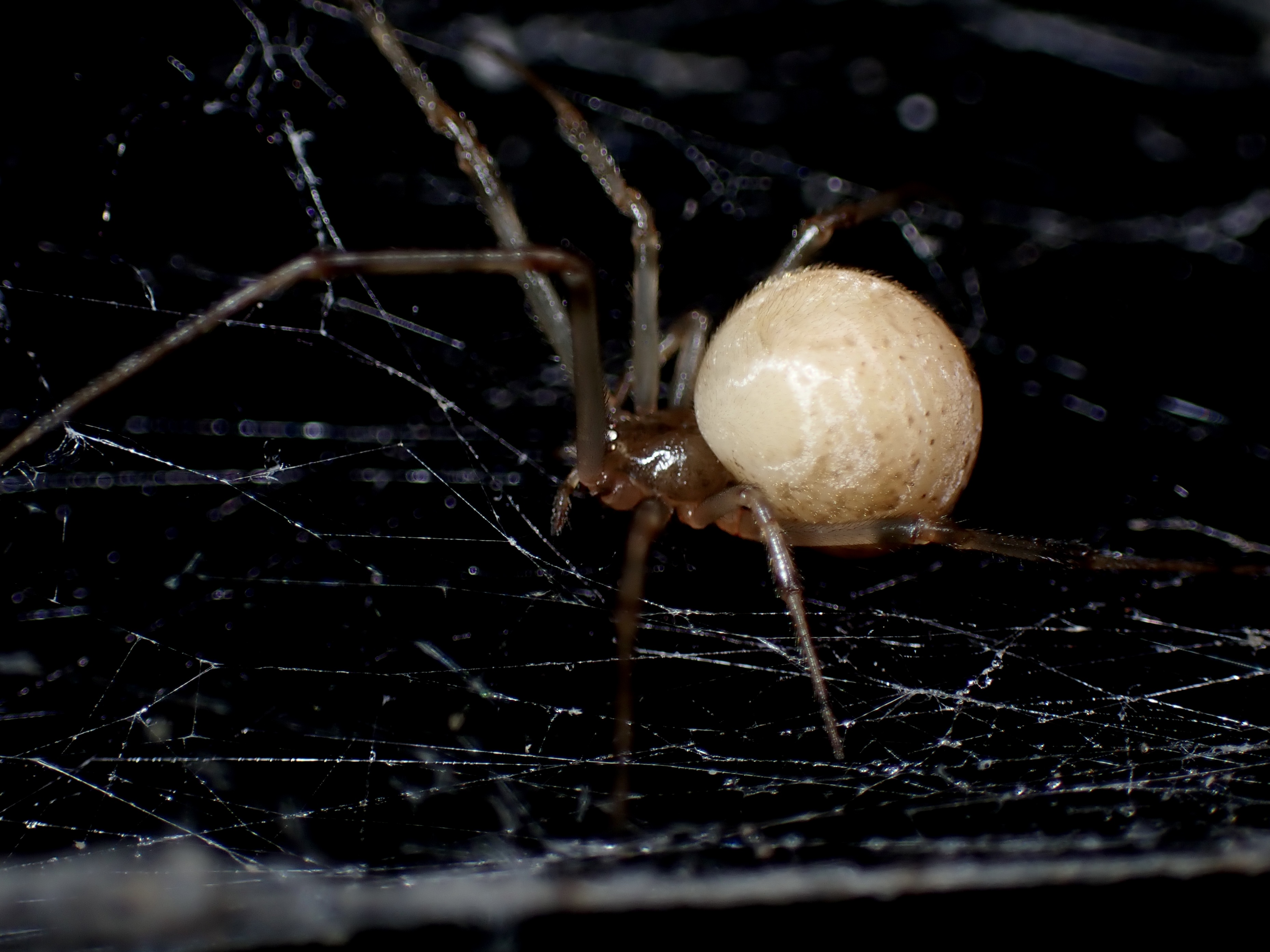 オオヒメグモ属　飼育方法