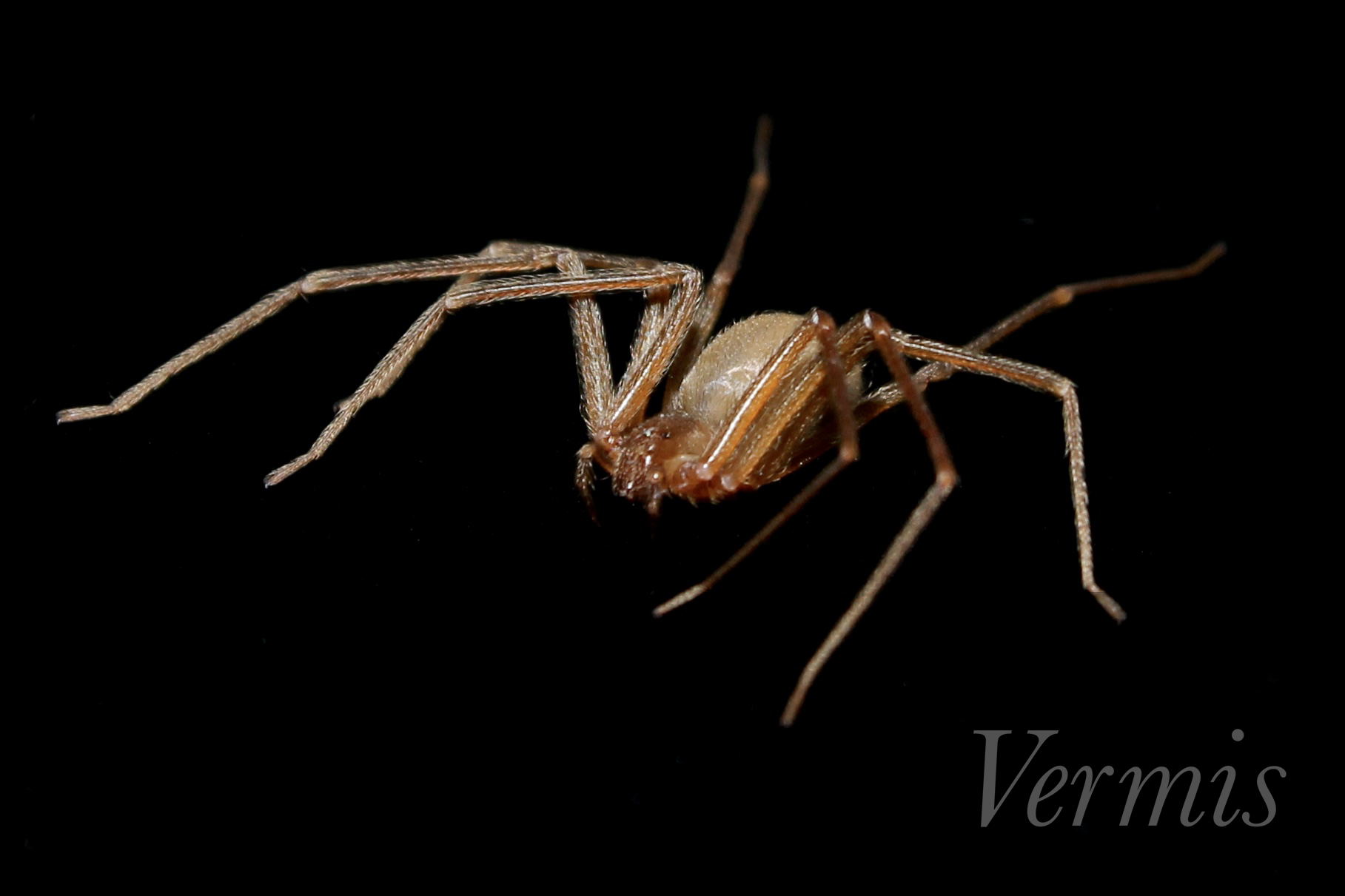 イトグモ 沖縄県