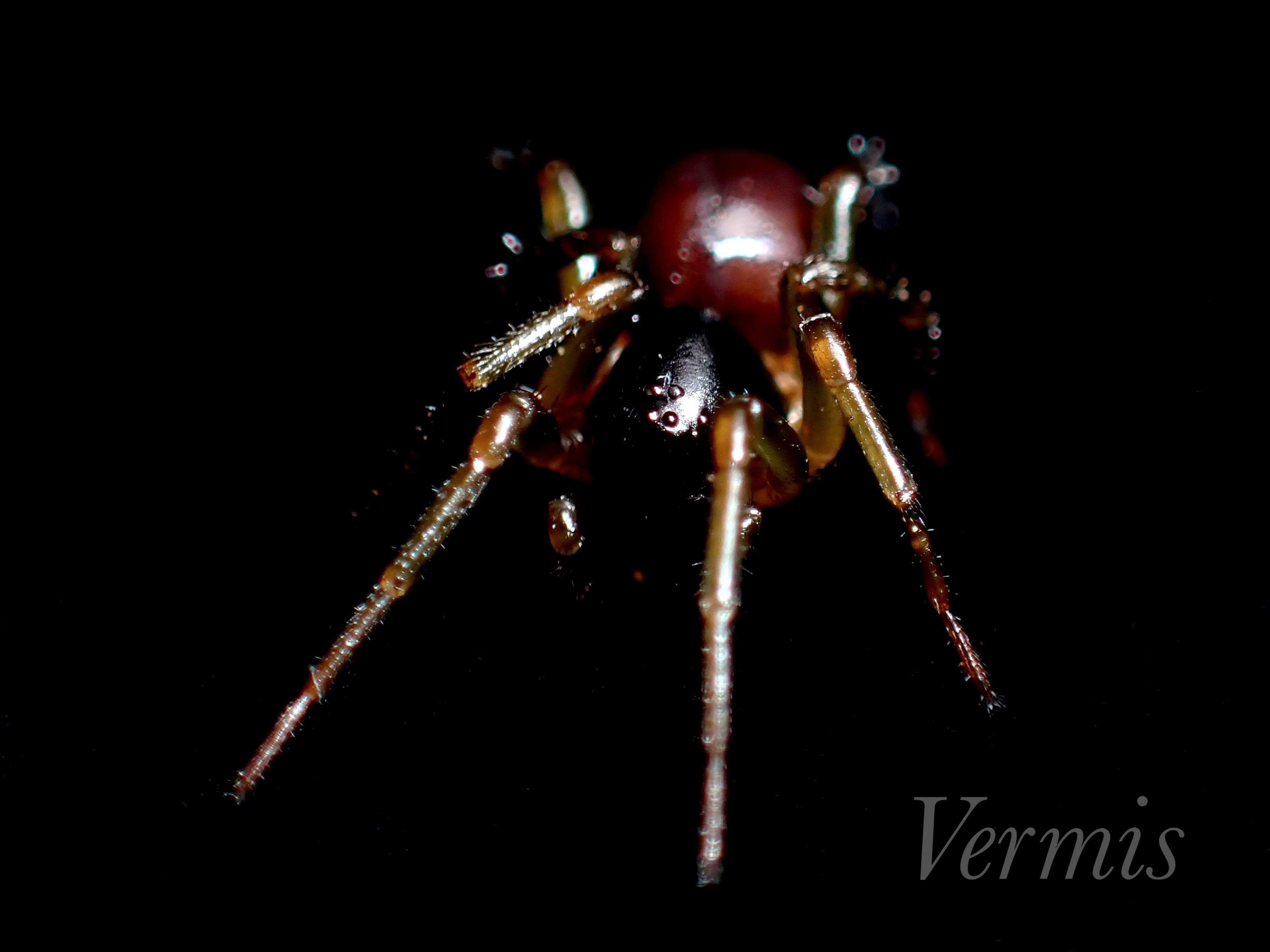 ヒアシホウシグモ