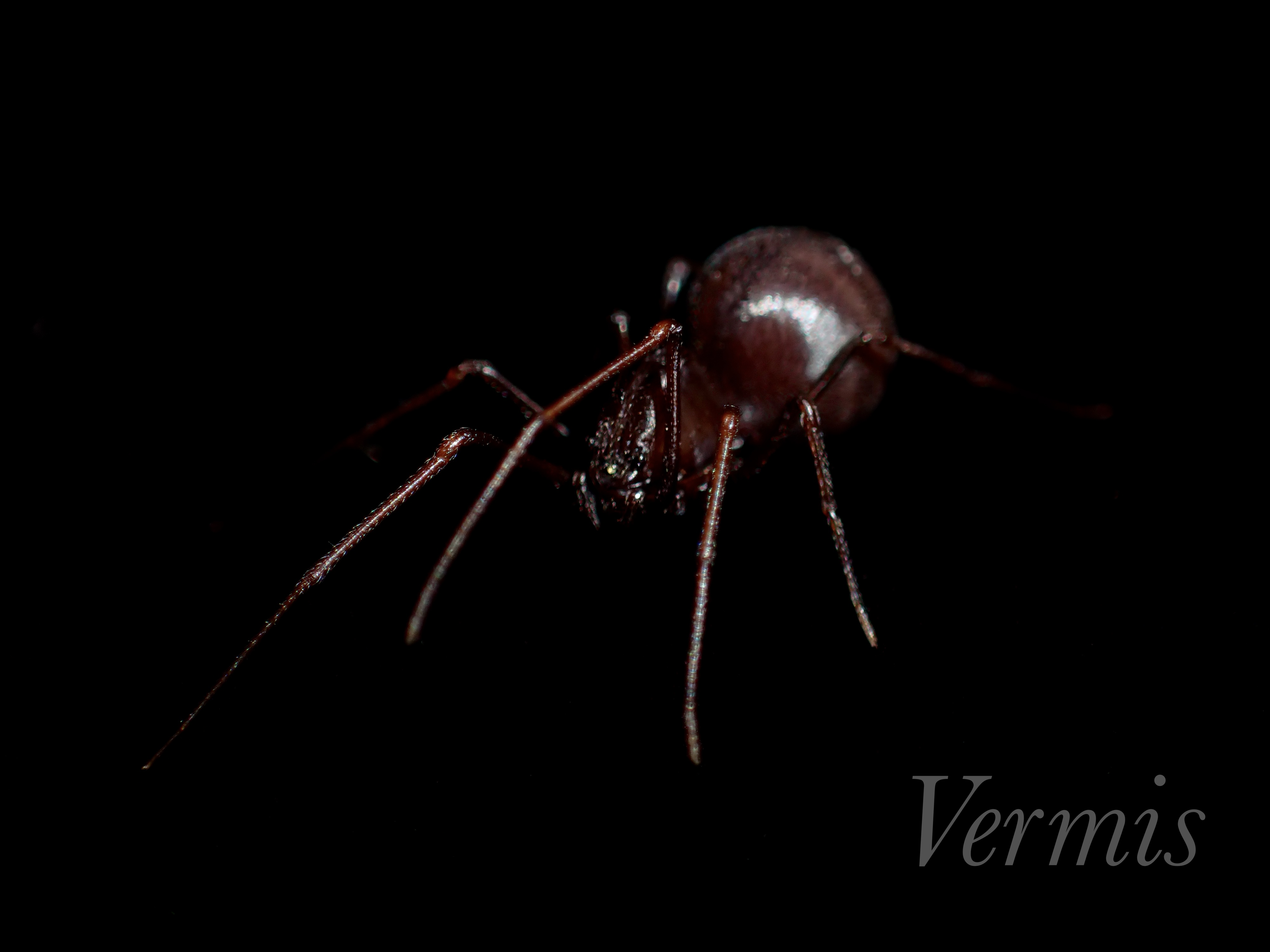 クロヤマシログモ 沖縄県