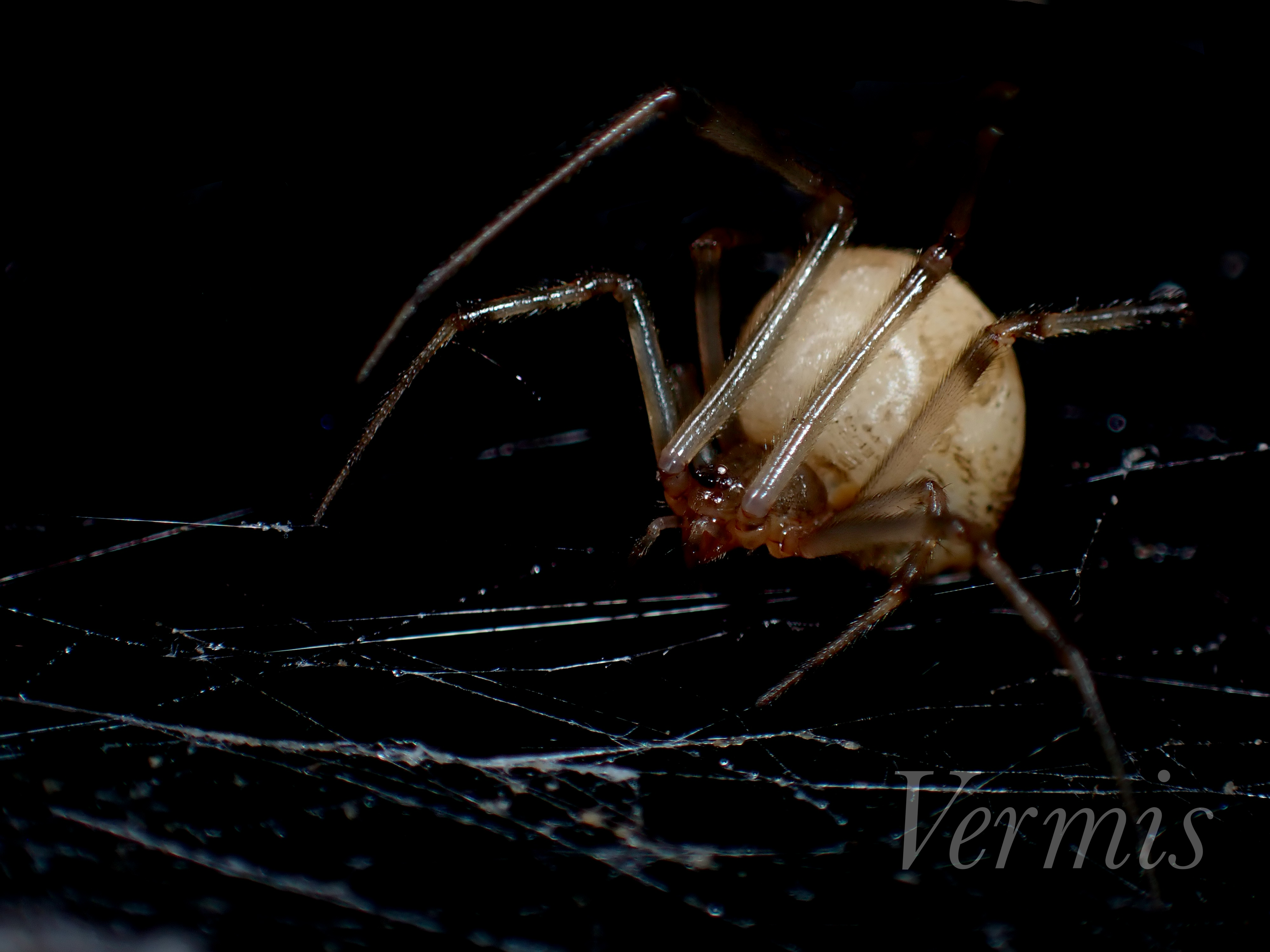 オオヒメグモ sp.