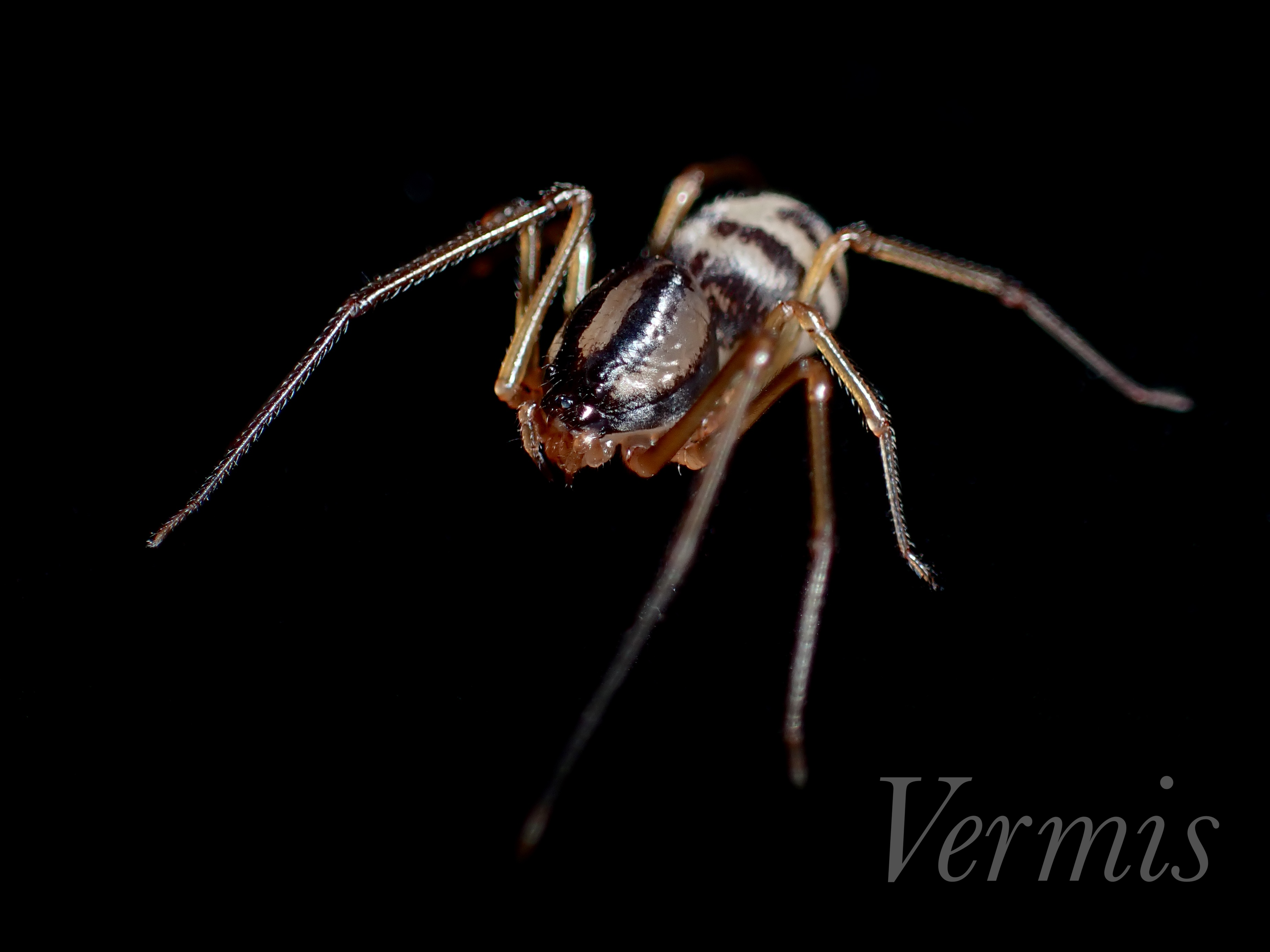 クロヤマシログモ 石垣島