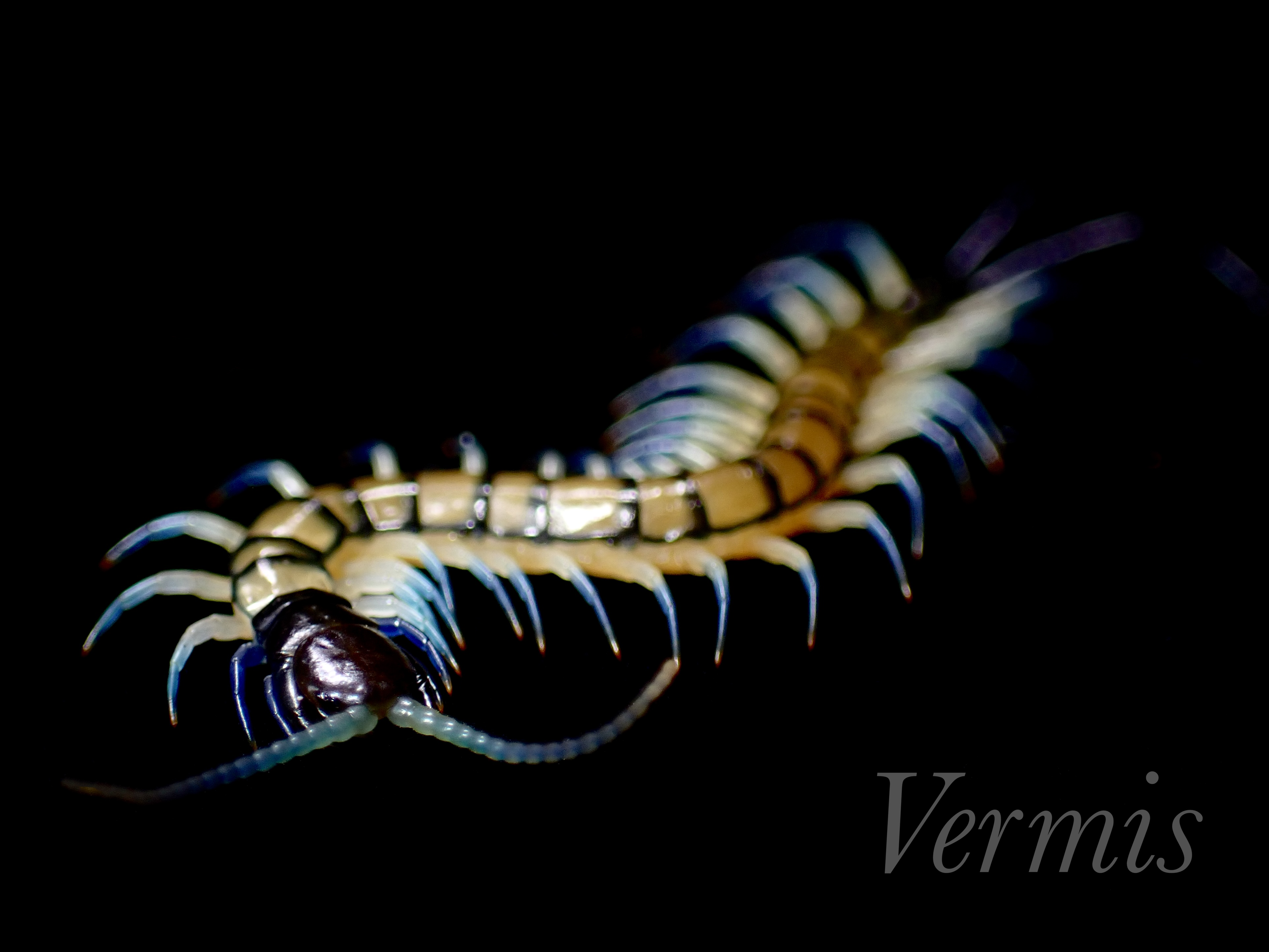 ベトナムトルマリンレッグ ムカデ