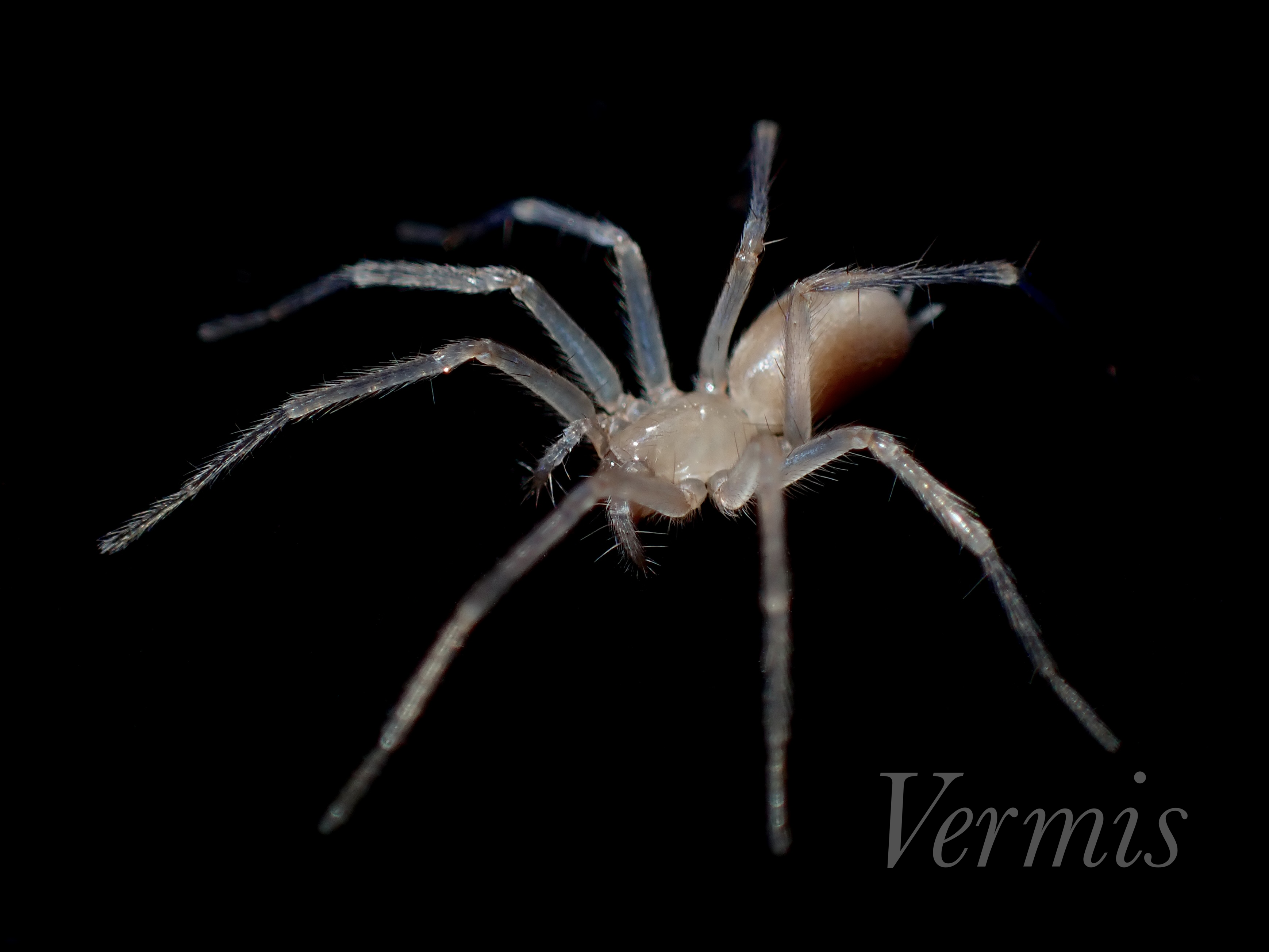 オキナワホラアナヤチグモ